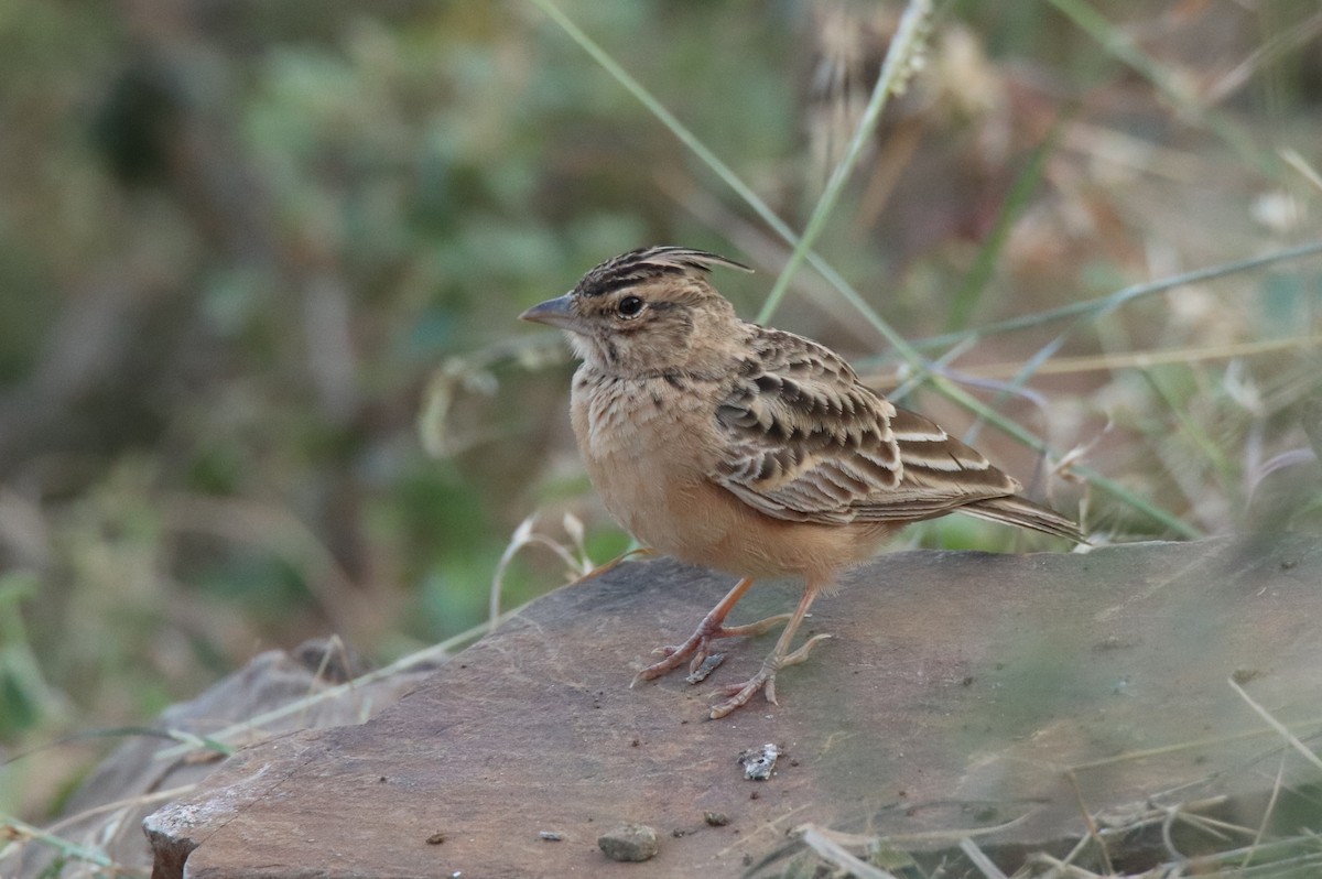 Tawny Lark - ML646501200