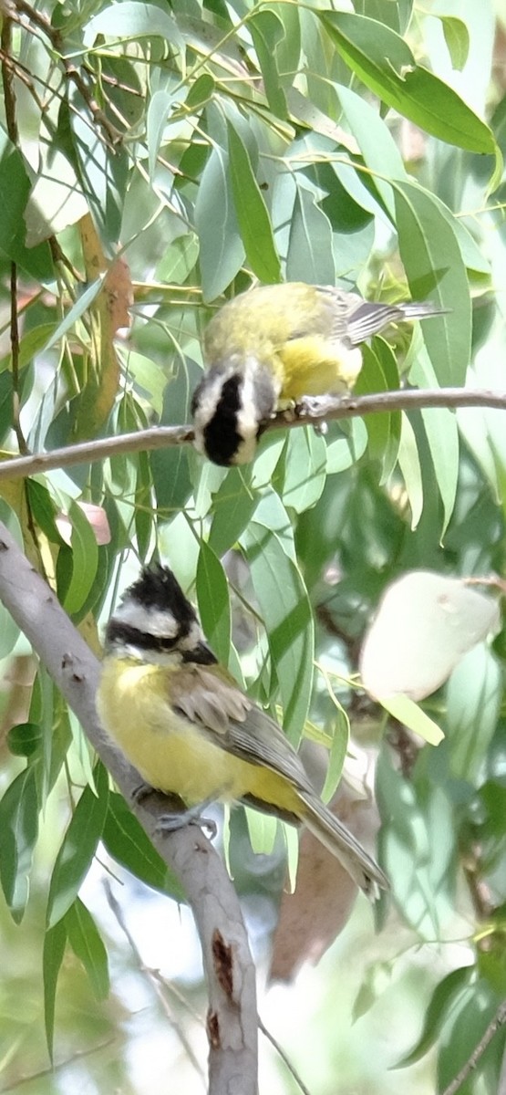 Eastern Shrike-tit - ML646501201