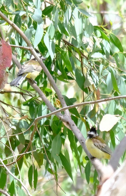 Eastern Shrike-tit - ML646501202