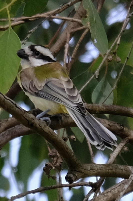 Eastern Shrike-tit - ML646501203