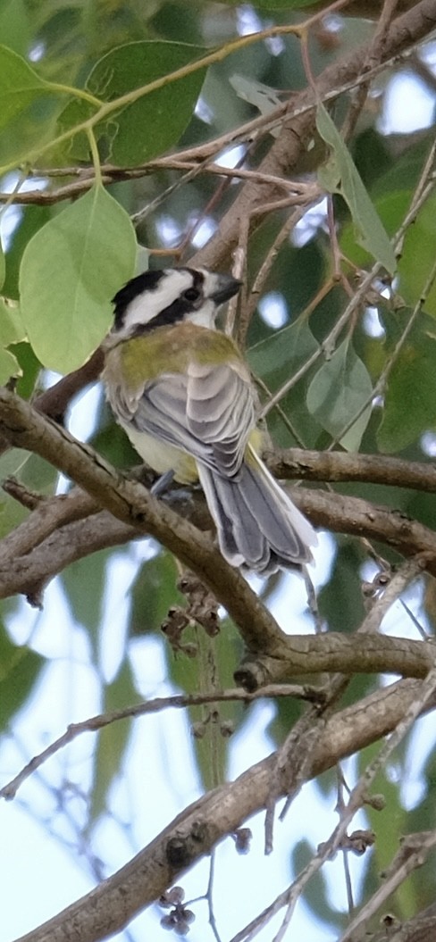 Eastern Shrike-tit - ML646501204