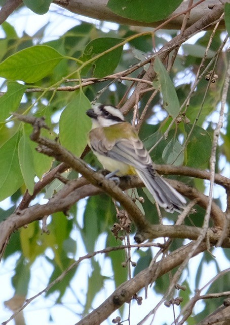 Eastern Shrike-tit - ML646501205