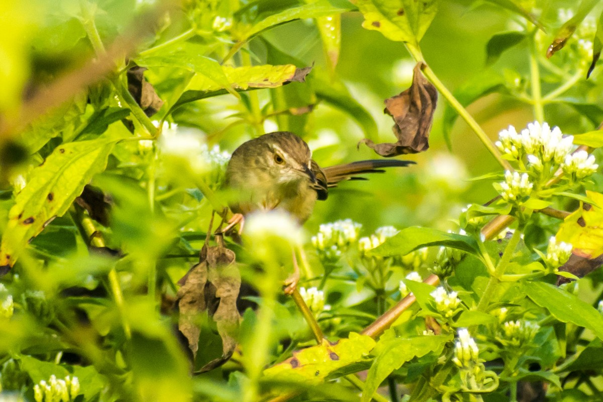 Plain Prinia - ML646501206