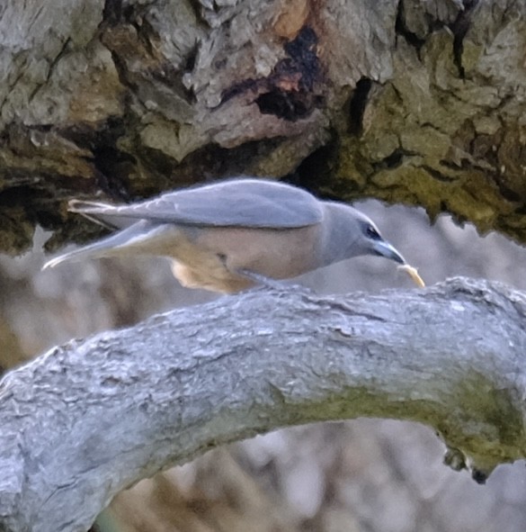 Dusky Woodswallow - ML646501208