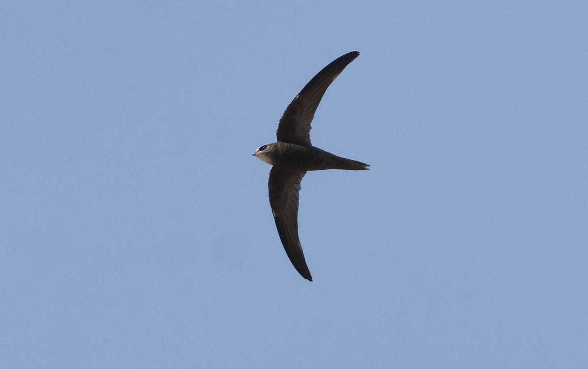 Pallid Swift - ML646501209