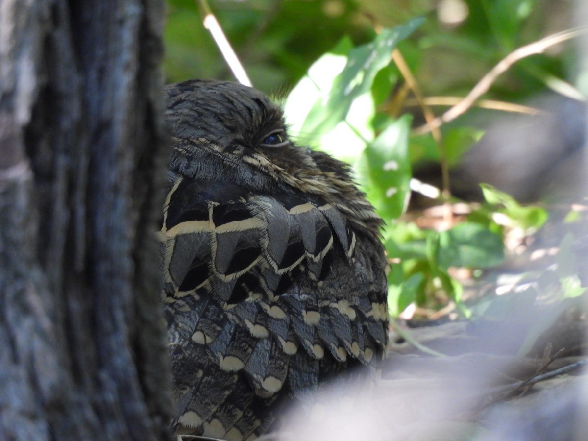 Common Pauraque - ML646501210