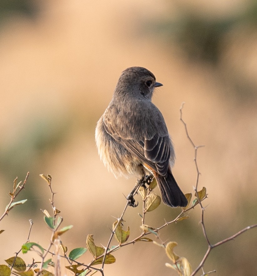 Pied Bushchat - ML646501211