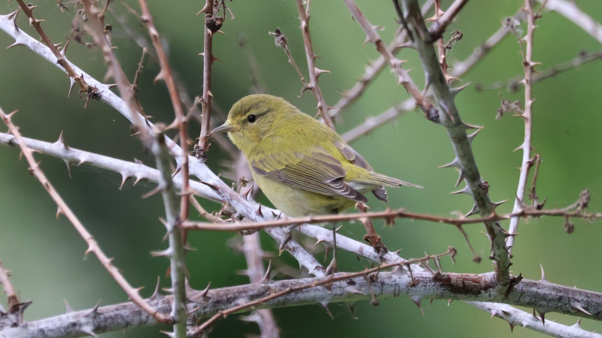 Tennessee Warbler - ML646501212