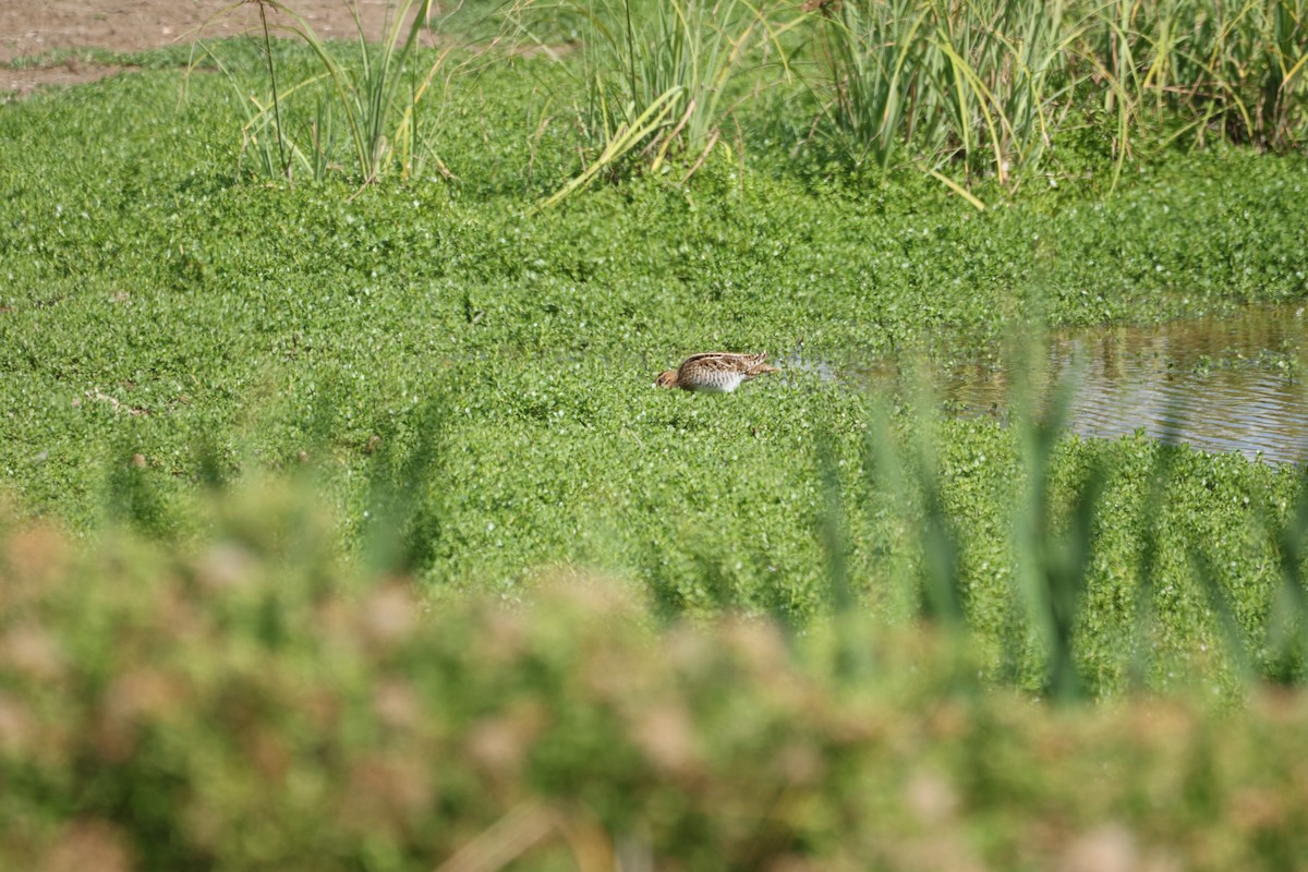 Wilson's Snipe - ML646501214