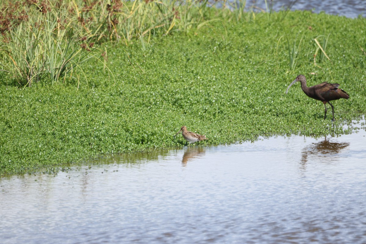 Wilson's Snipe - ML646501215