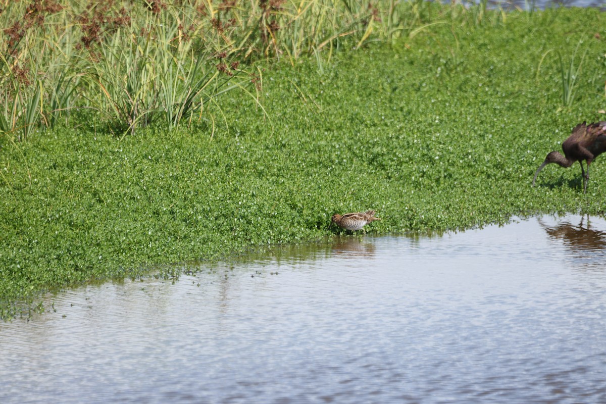Wilson's Snipe - ML646501216
