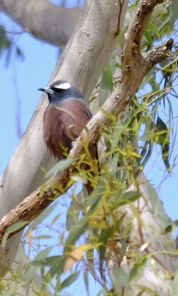 White-browed Woodswallow - ML646501217