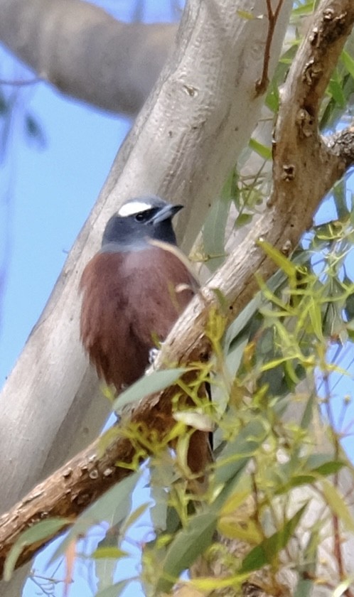 White-browed Woodswallow - ML646501218