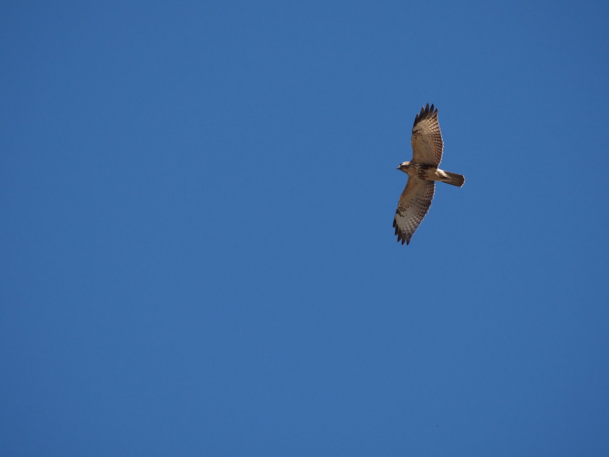 Eastern Buzzard - ML646501219