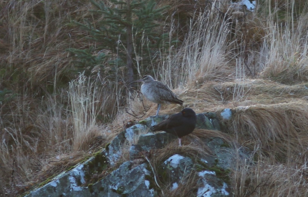 koliha hudsonská - ML646501220