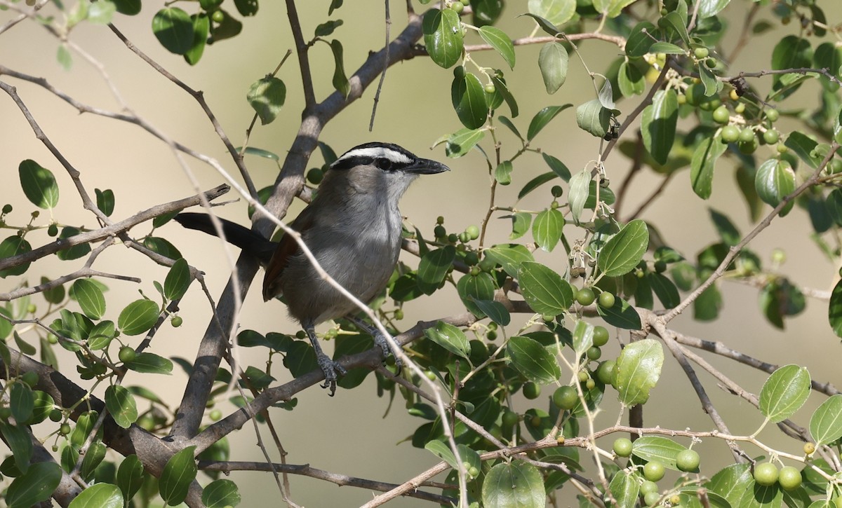 Black-crowned Tchagra - ML646501221