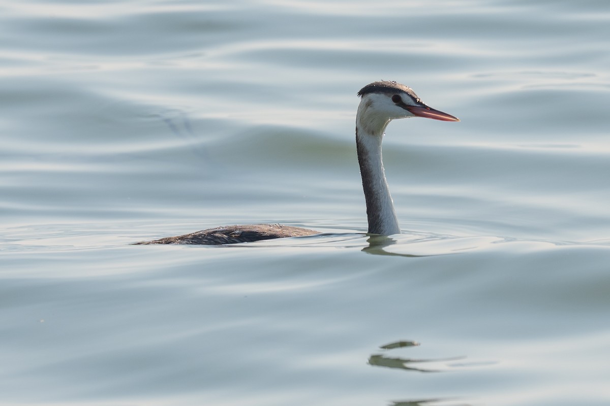 Great Crested Grebe - ML646501223