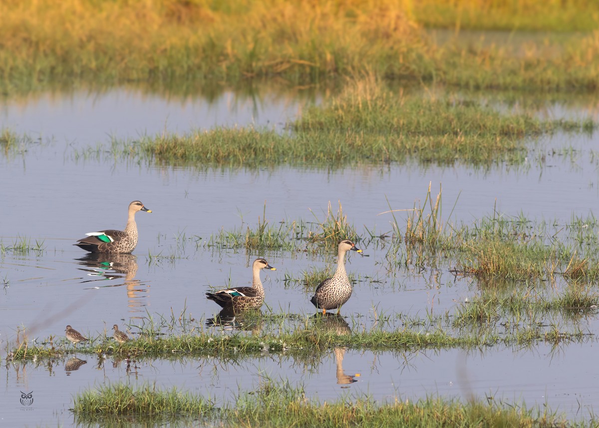 Indian Spot-billed Duck - ML646501224