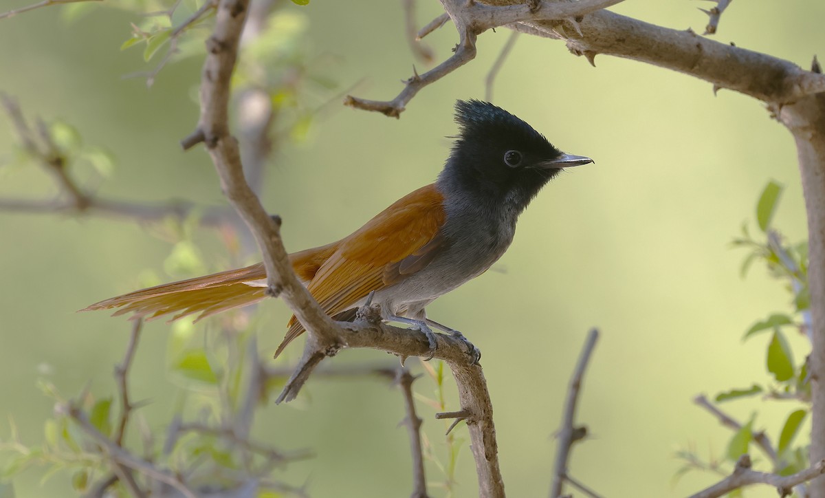 African Paradise-Flycatcher - ML646501225