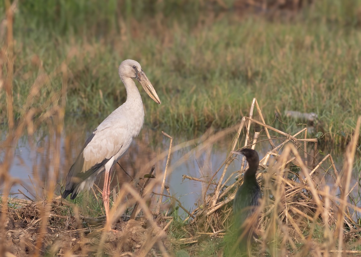 Asian Openbill - ML646501226
