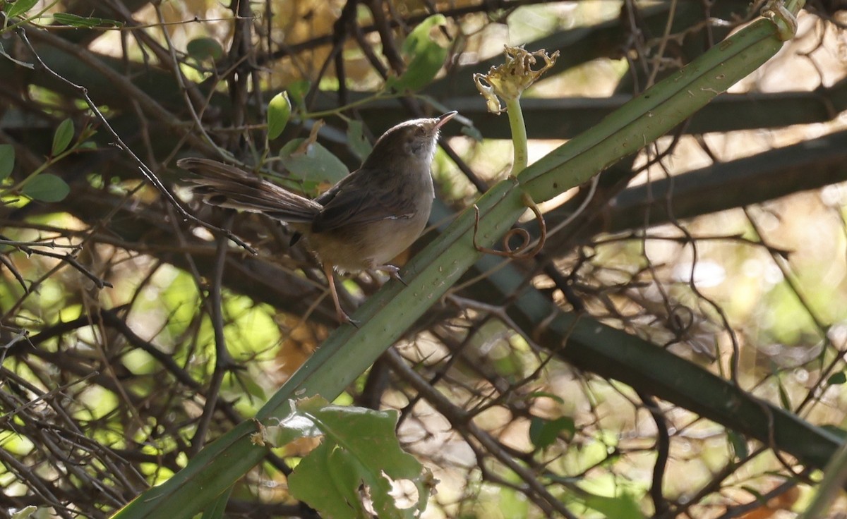 Graceful Prinia - ML646501227
