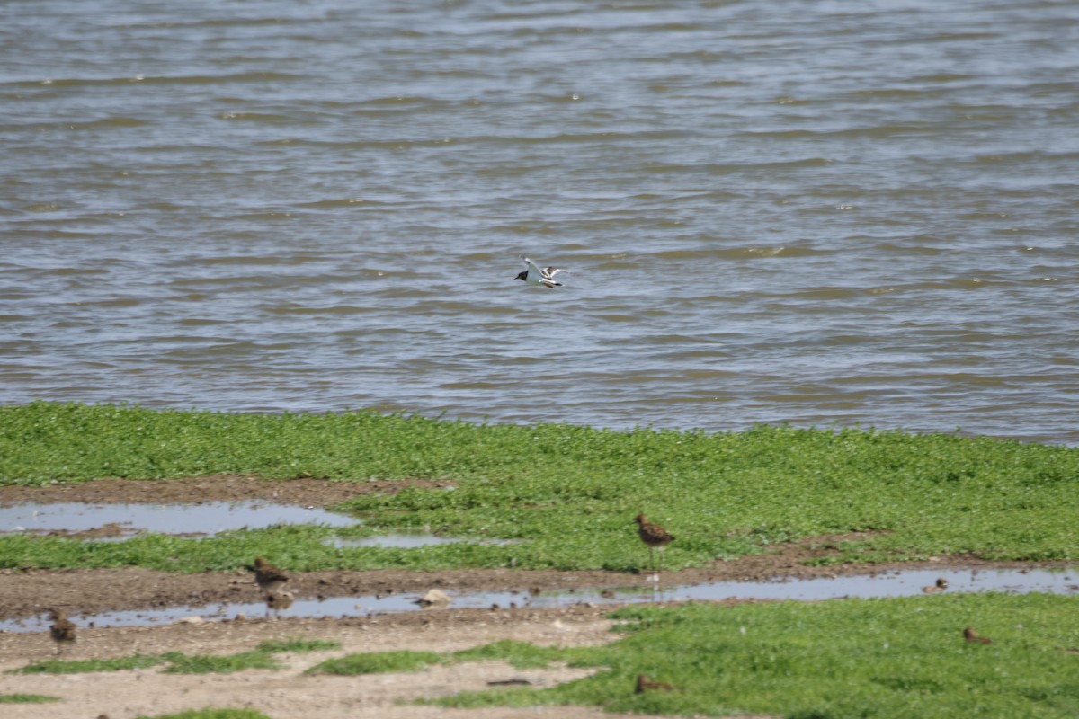 Ruddy Turnstone - ML646501228