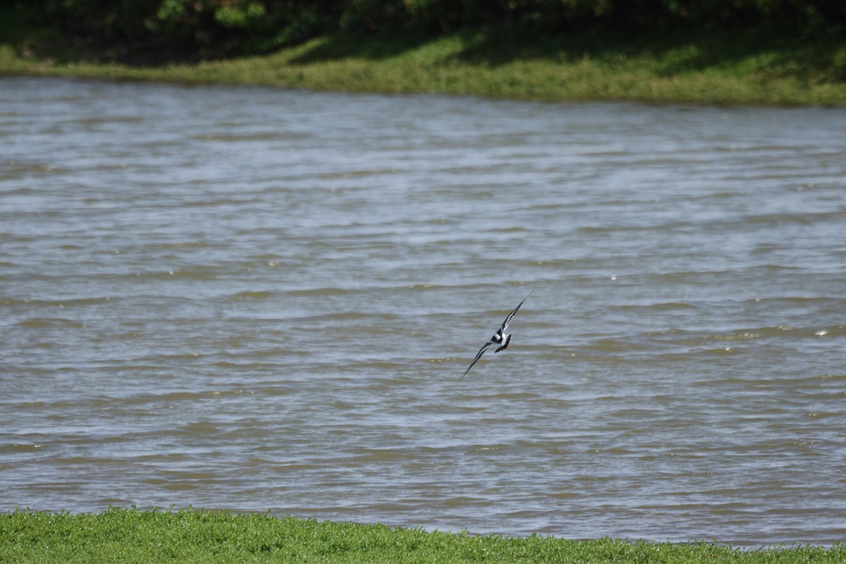 Ruddy Turnstone - ML646501229