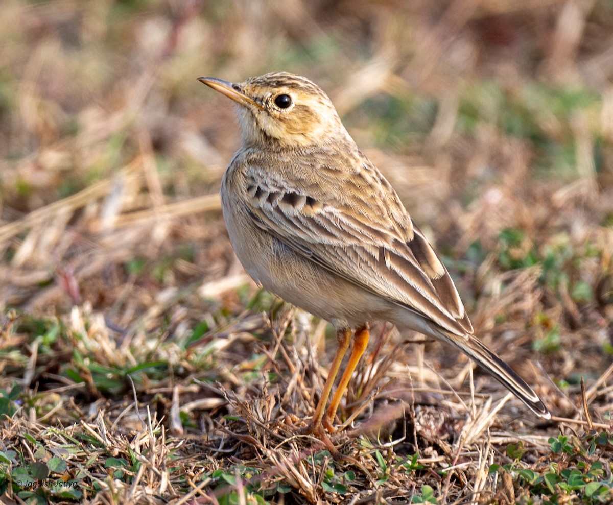 Paddyfield Pipit - ML646501230