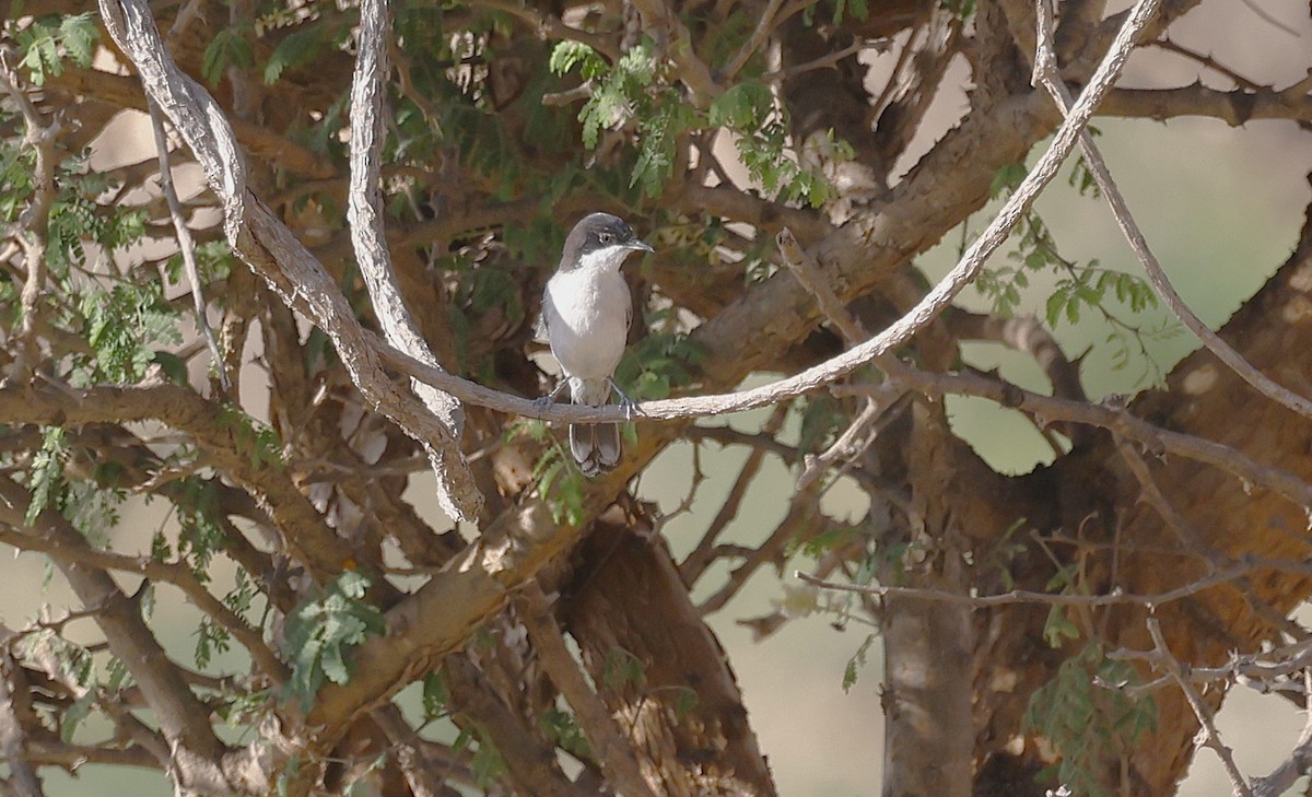 Arabian Warbler - ML646501231