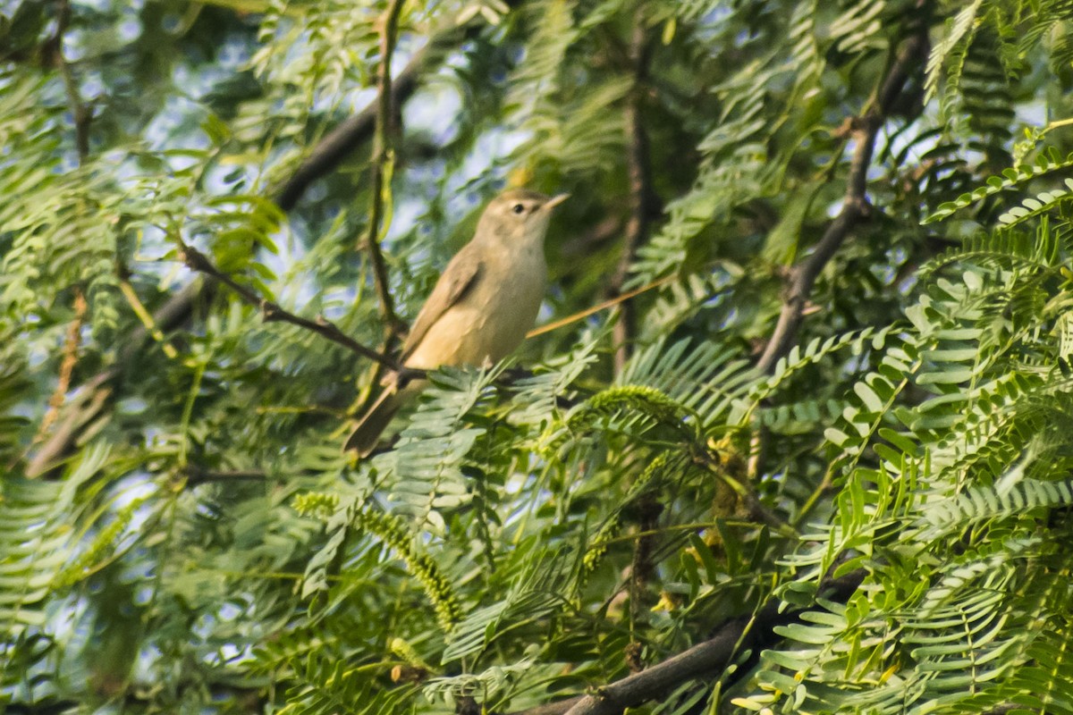 Blyth's Reed Warbler - ML646501234