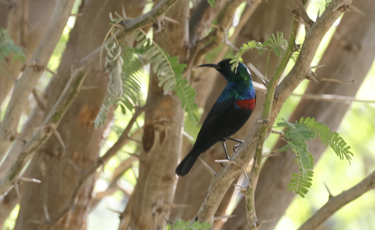Arabian Sunbird - ML646501246