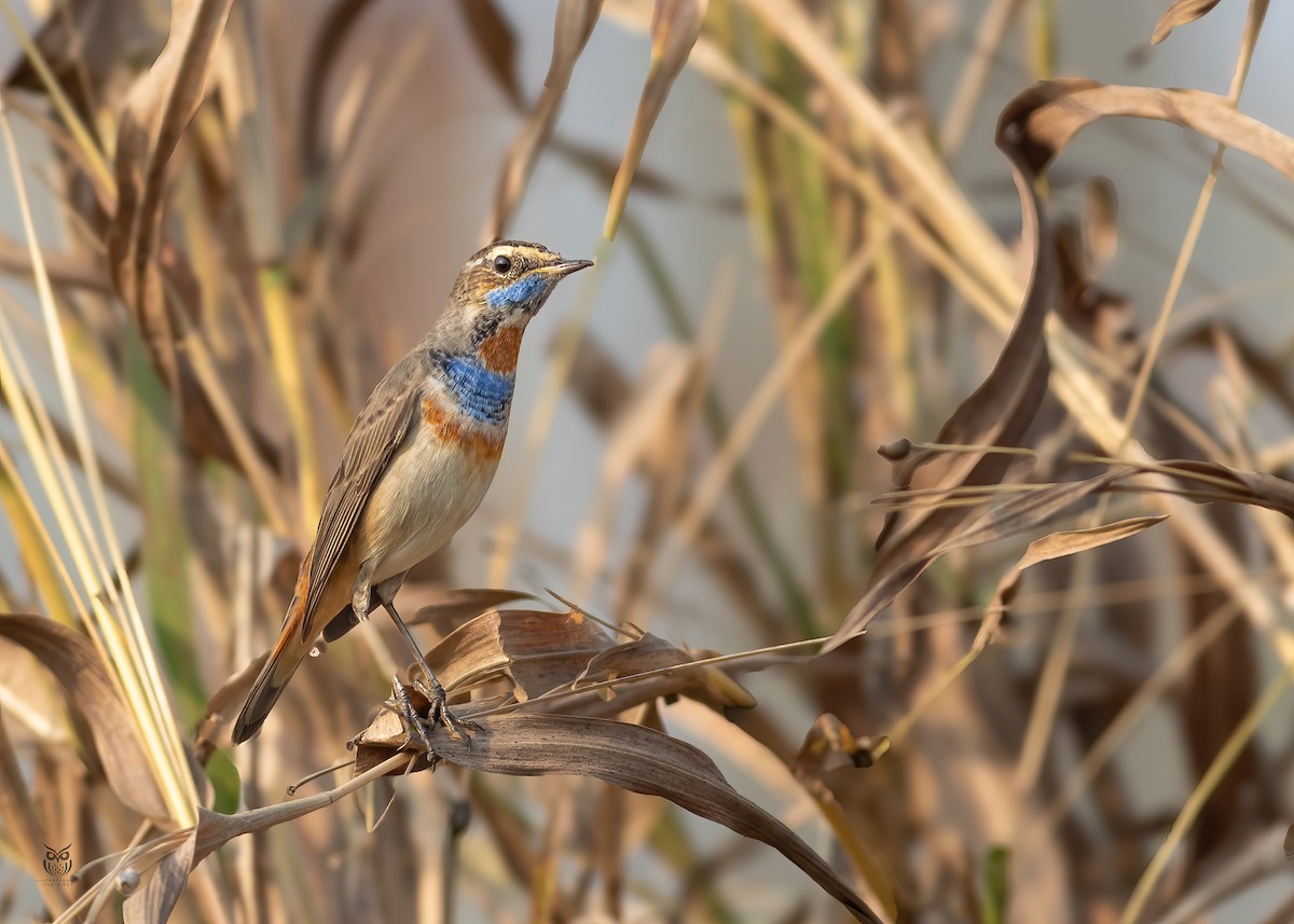 Bluethroat - ML646501247