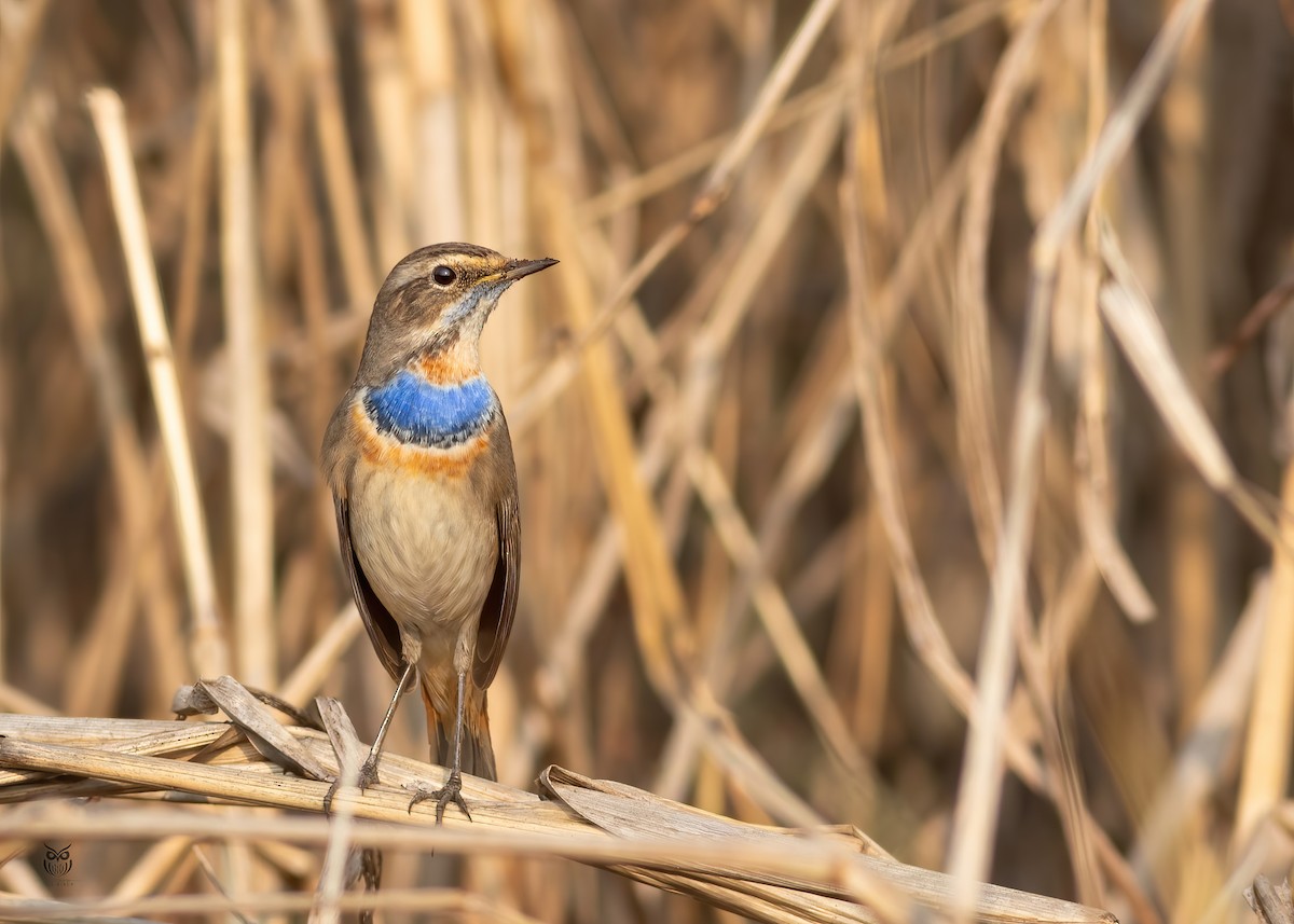 Bluethroat - ML646501249