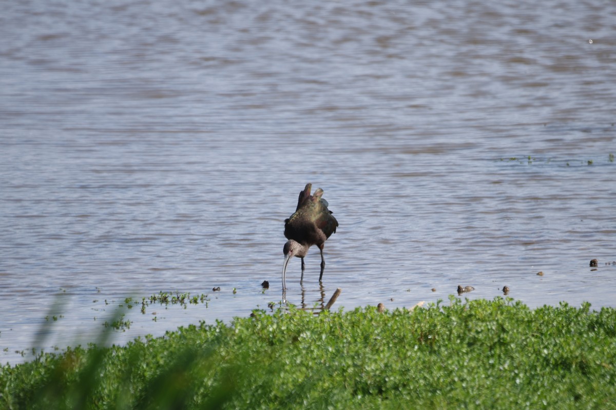 White-faced Ibis - ML646501252