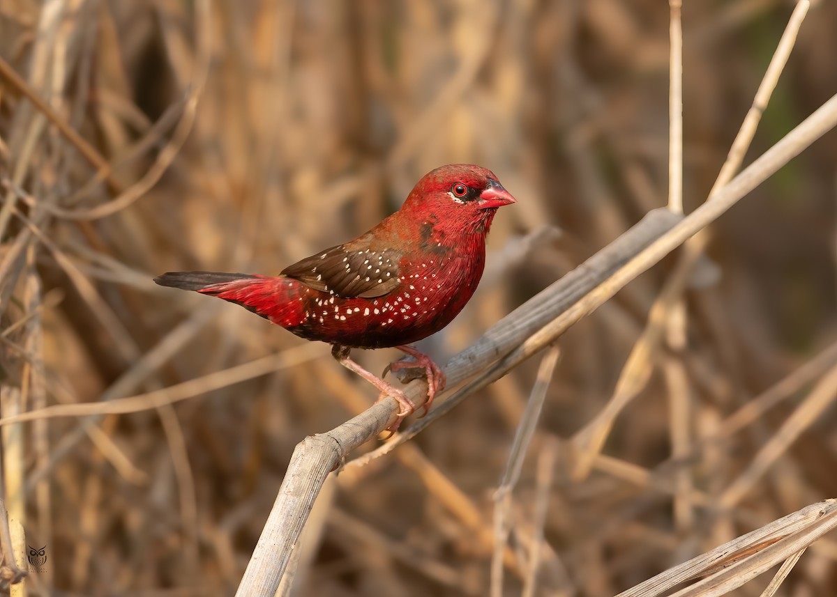 Red Avadavat - ML646501253