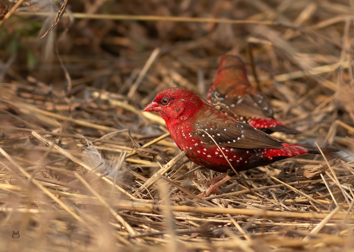 Red Avadavat - ML646501254