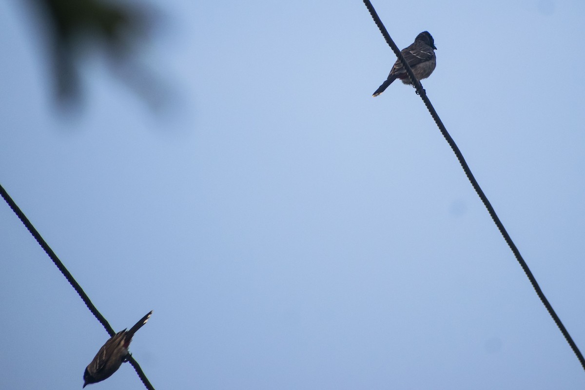 Red-vented Bulbul - ML646501255