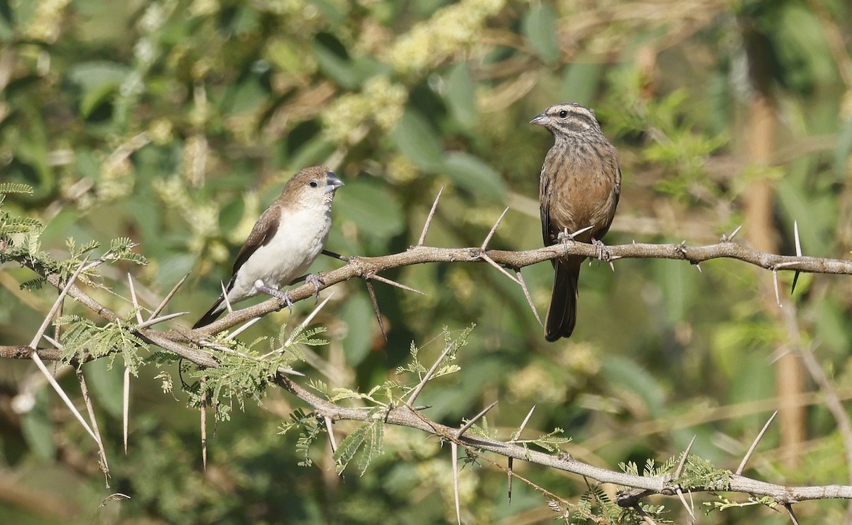 Cinnamon-breasted Bunting - ML646501256