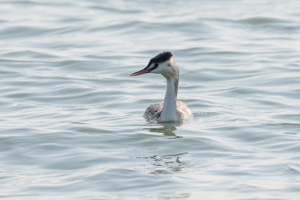 Great Crested Grebe - ML646501257