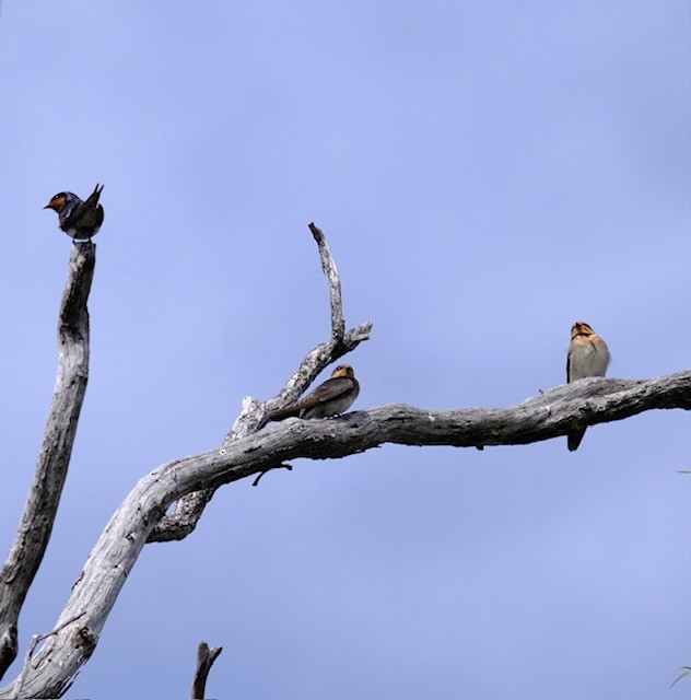 Welcome Swallow - ML646501258