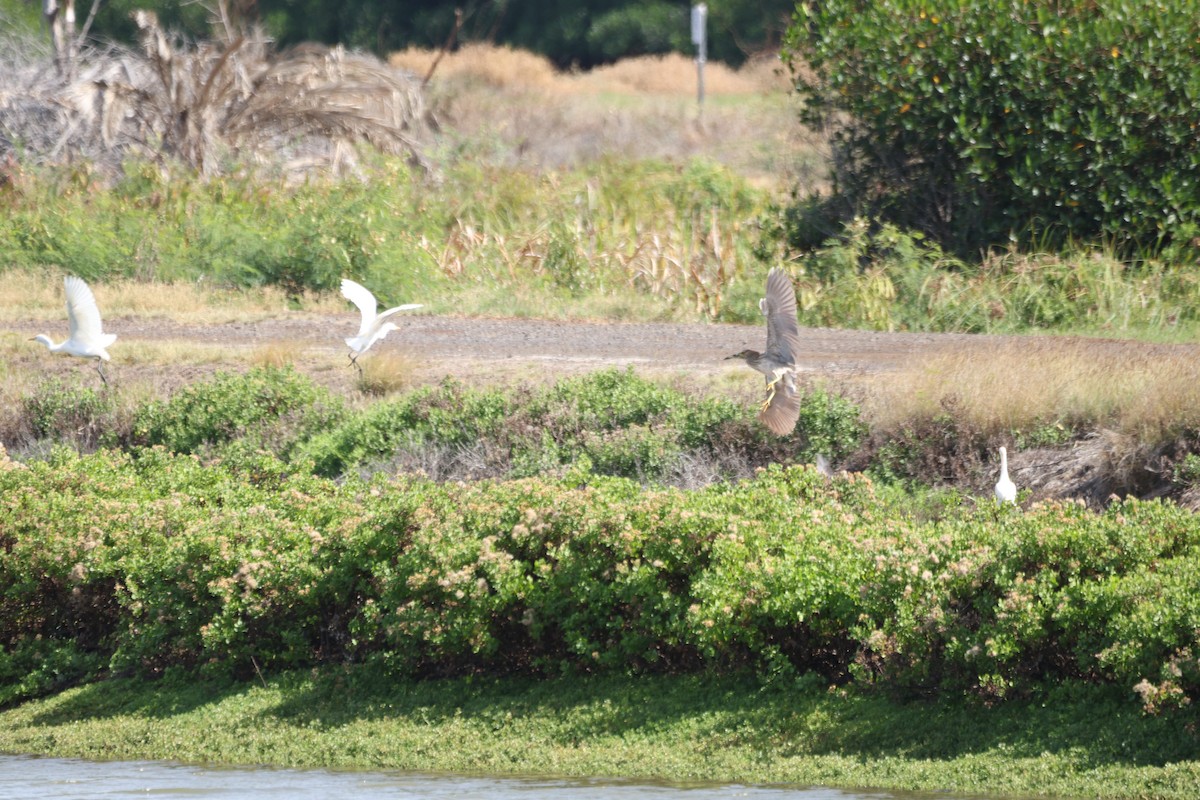 Black-crowned Night Heron - ML646501259