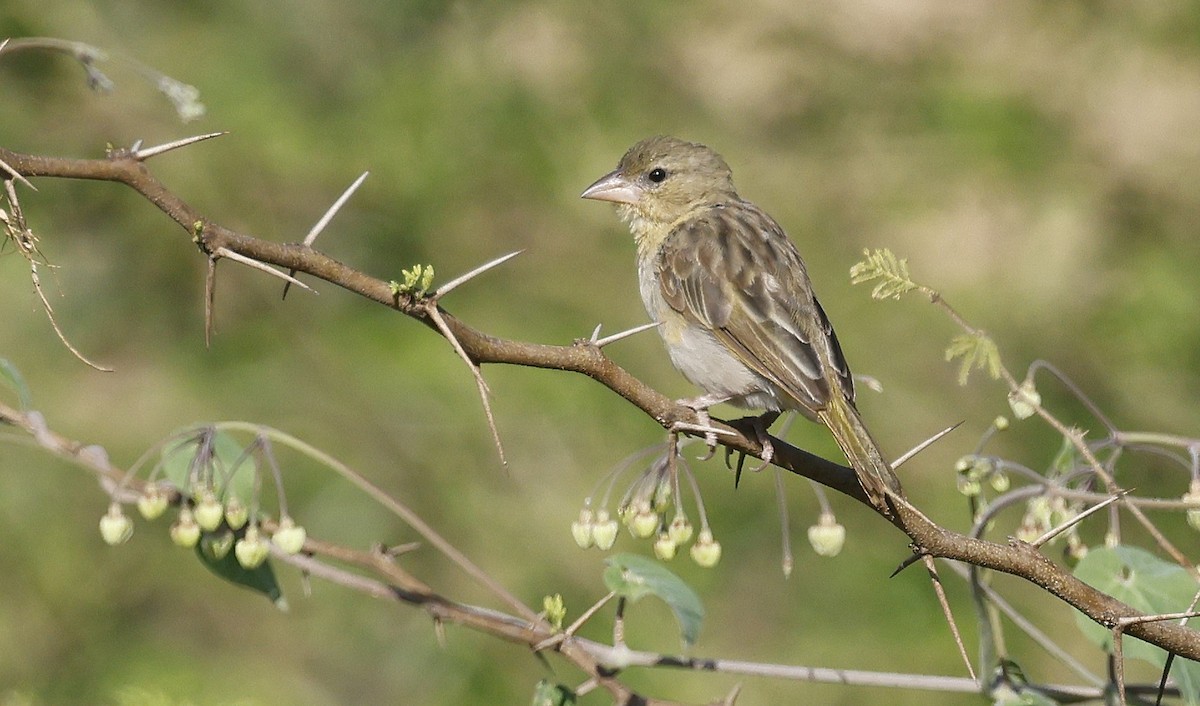 Rüppell's Weaver - ML646501260