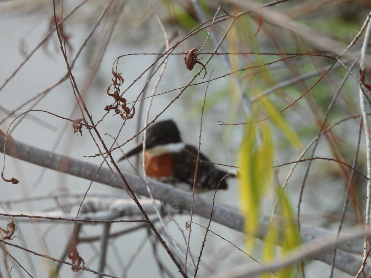 Green Kingfisher - ML646501261