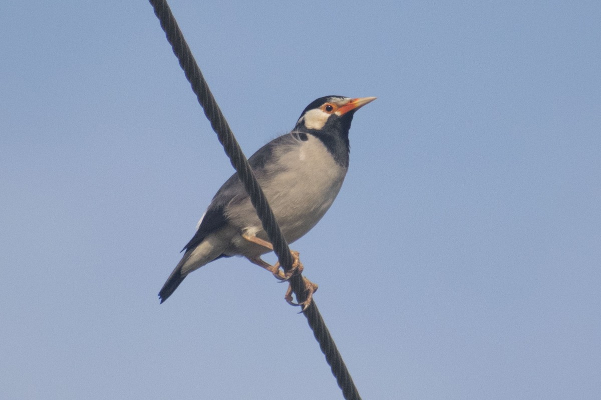 Indian Pied Starling - ML646501265