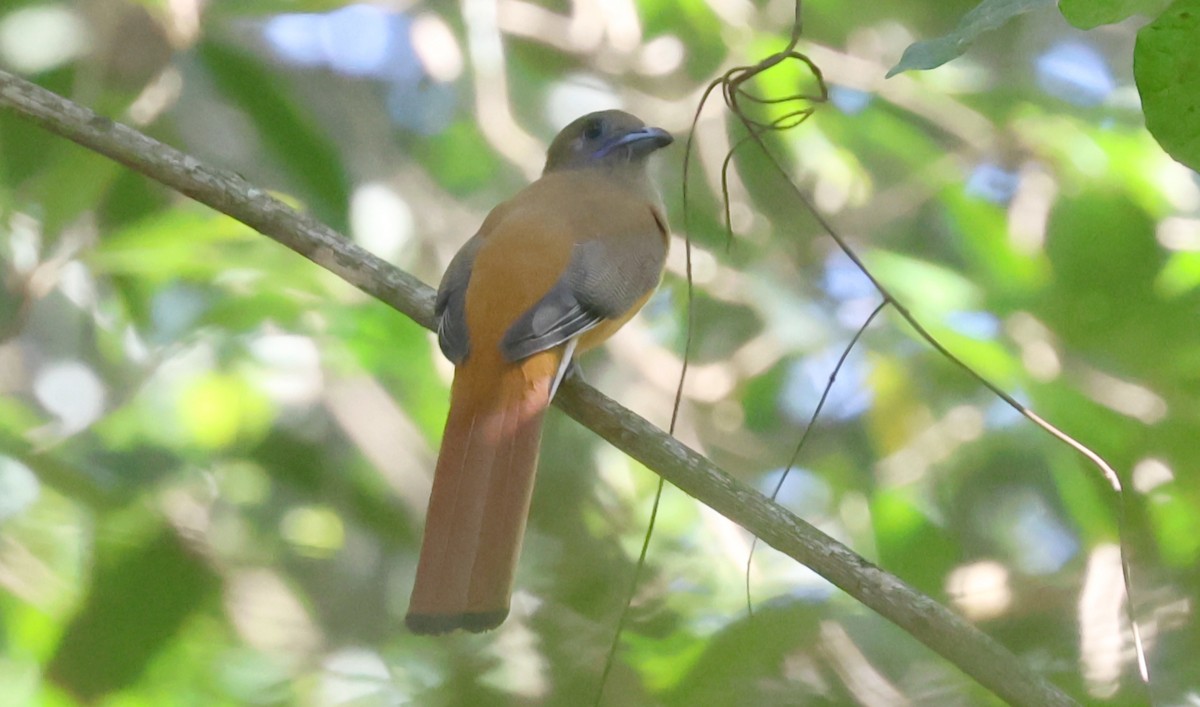 Malabar Trogon - ML646501266