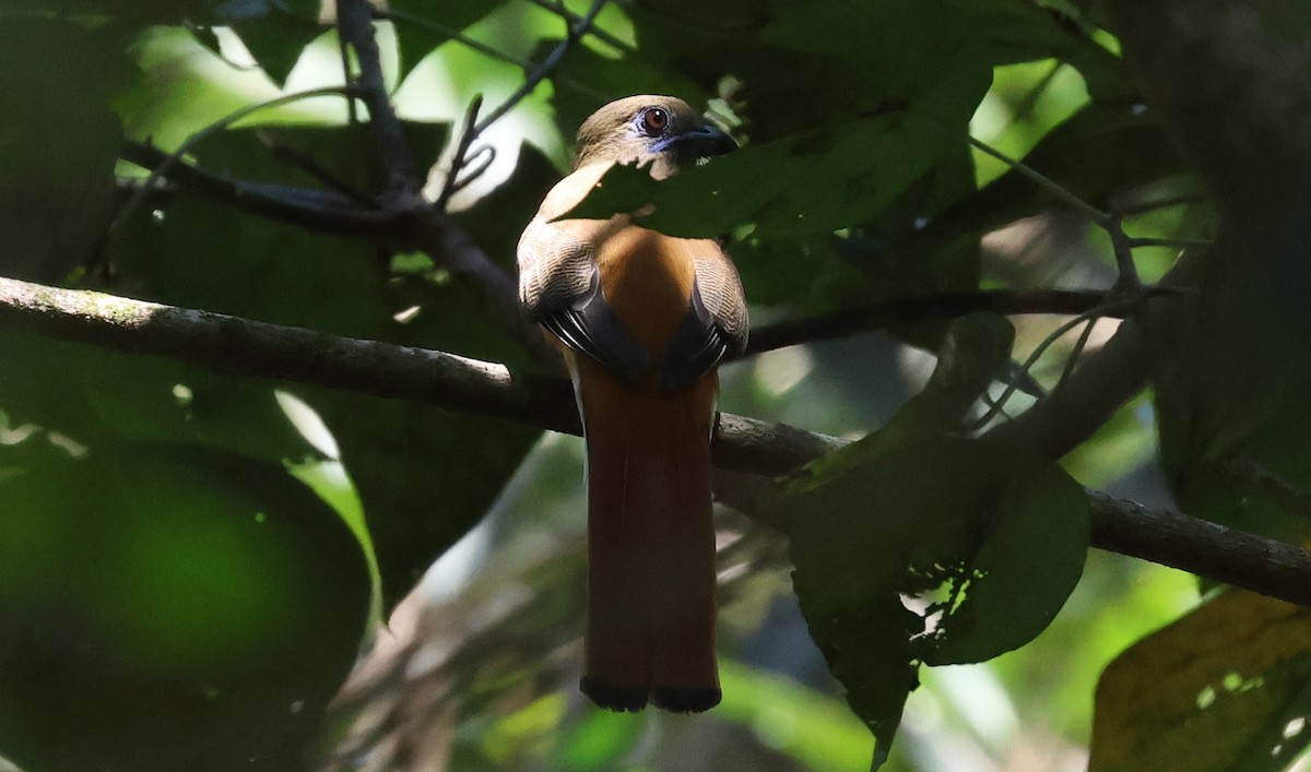 Malabar Trogon - ML646501267