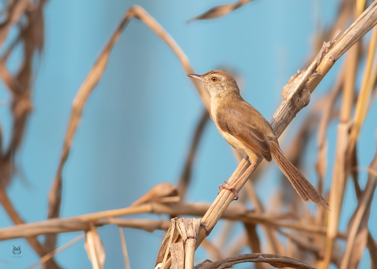 Plain Prinia - ML646501268