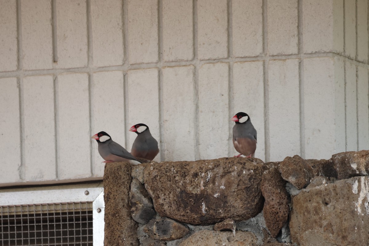 Java Sparrow - ML646501270