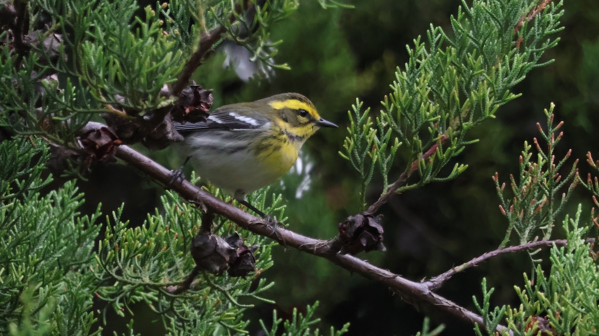 Townsendwaldsänger - ML646501273