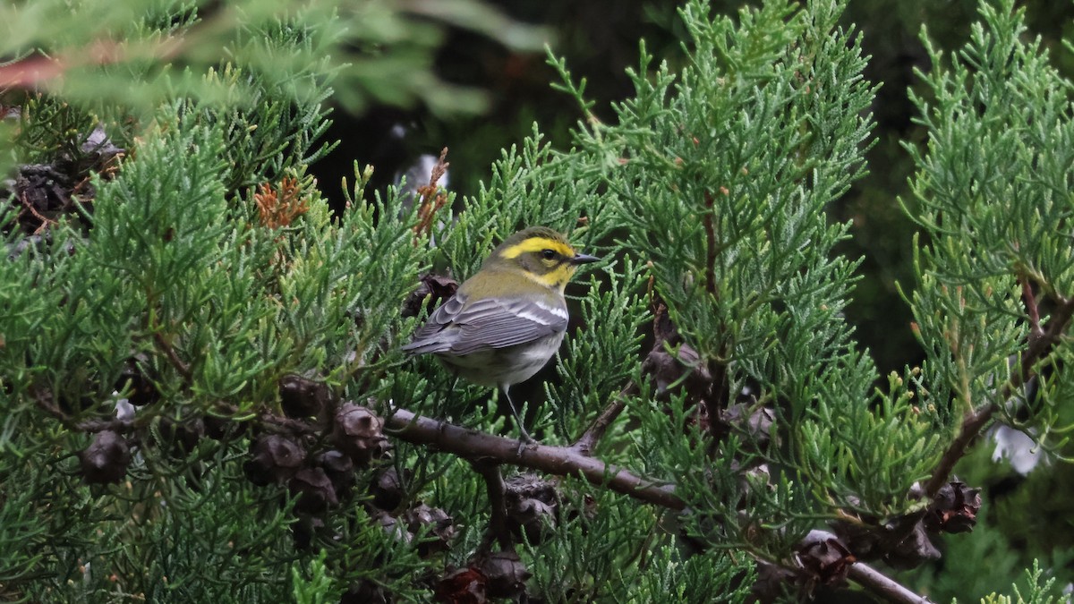 Townsendwaldsänger - ML646501274